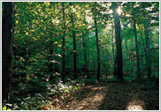 Imagem do Bosque Sagrado