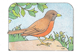 Primary Cutout Illustration Robin