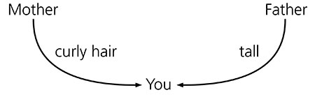 diagram, inherited traits