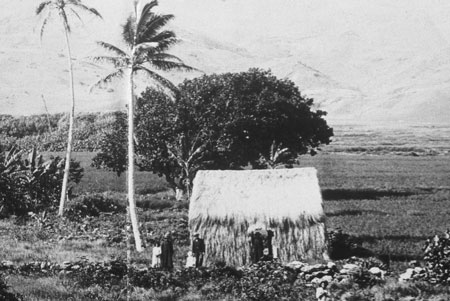 Hawaiian grass hut