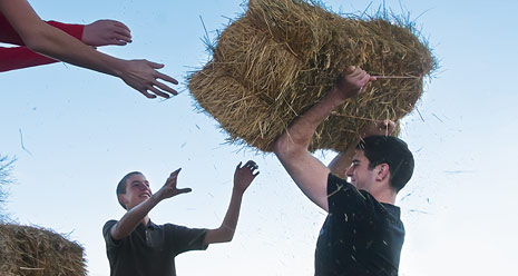 young men lifting bale of hay