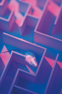 mouse in maze